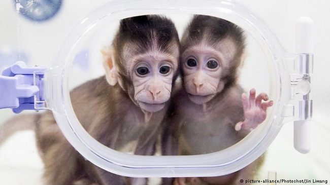 Scientists in China have successfully cloned monkey