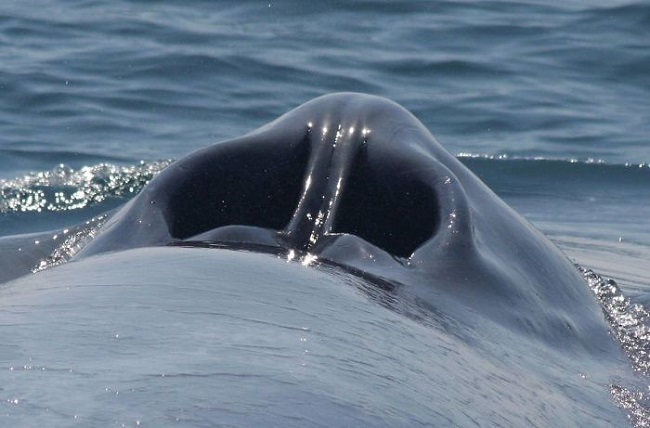 The blow hole of a blue whale