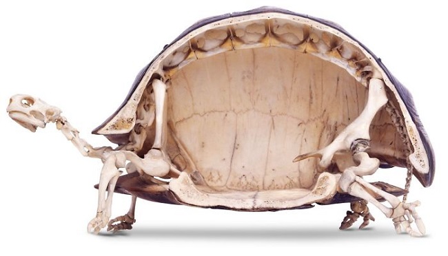 The skeleton of a tortoise