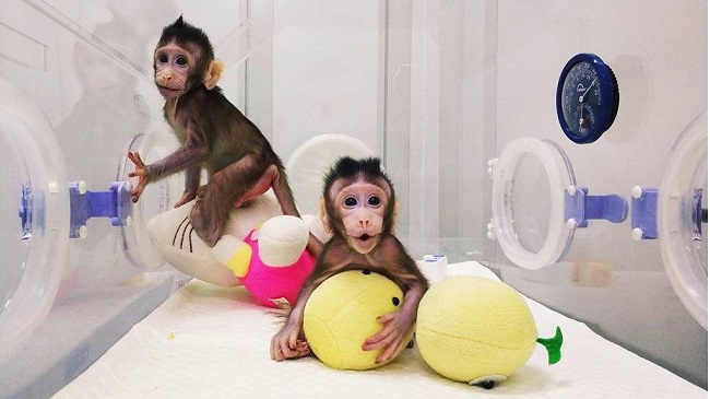 The two cloned long-tailed macaques are developing normally