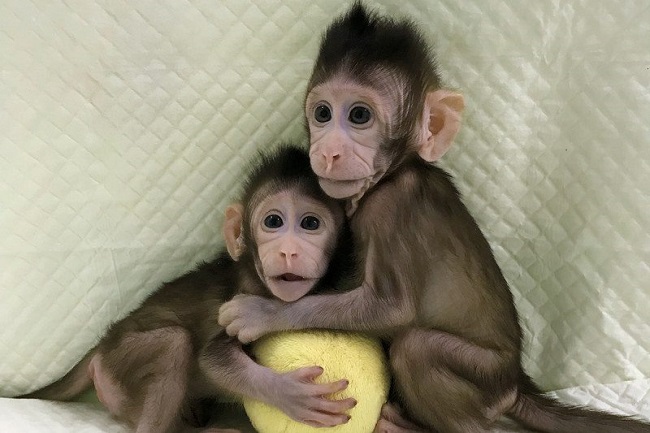 The two monkeys were cloned after many failures