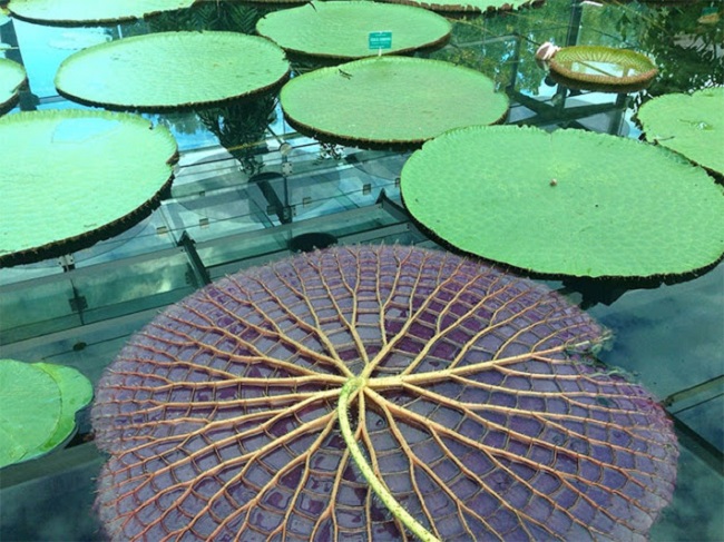 The underside of a lily pad