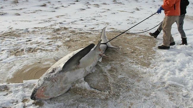 Sharks dying because of cold conditions