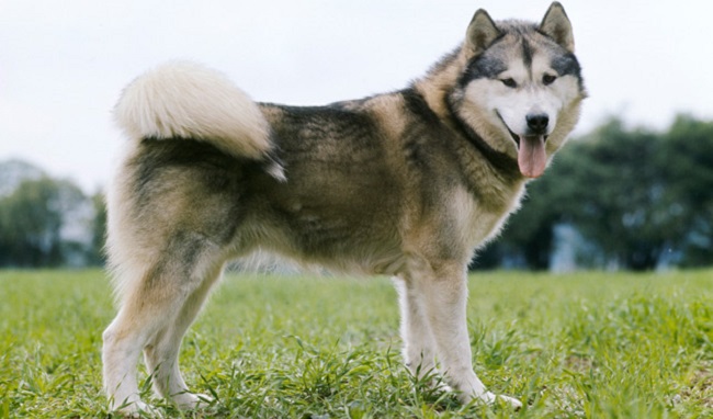 Alaskan Malamute