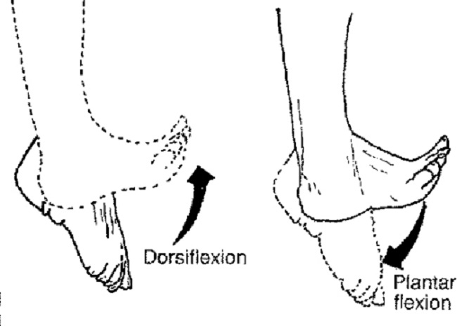 Ankle exercises