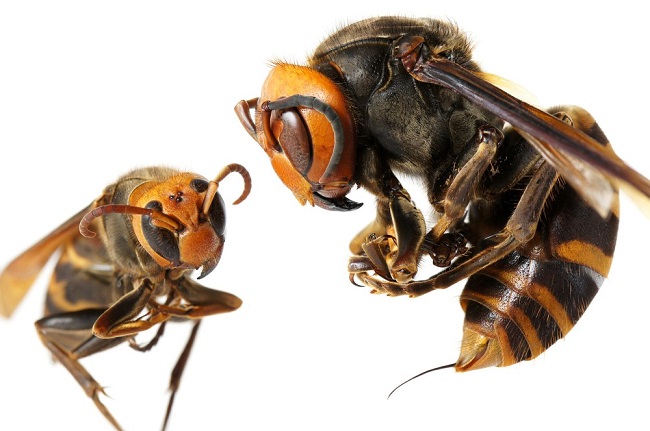 Bees can sting other bees