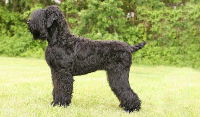 Black Russian Terrier