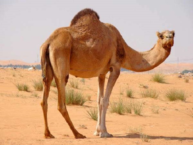 Camel in desert