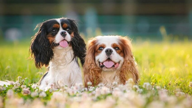 Cavalier King Charles Spaniel