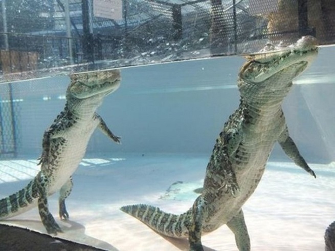 Crocodiles can actually walk under water