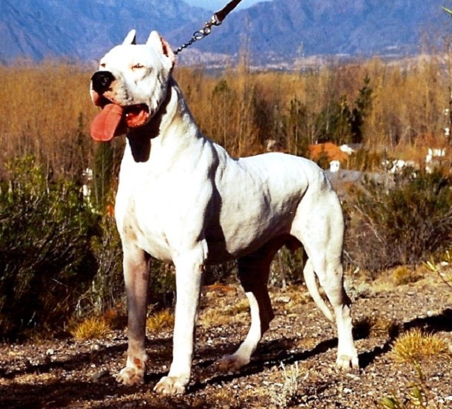 Dogo Argentino