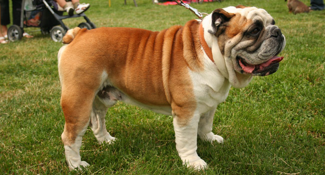 English Bulldog