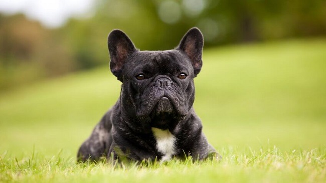 French Bulldog