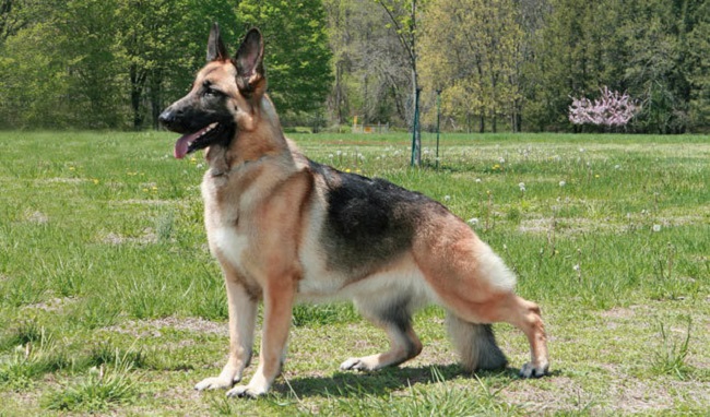 German Shepherd