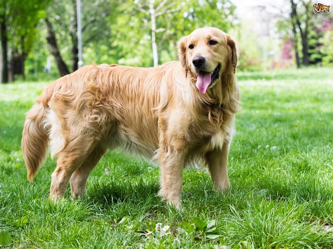 Golden Retriever