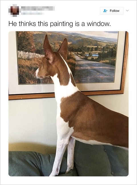 He thinks it’s a window