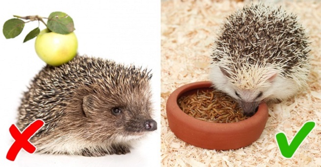 Hedgehogs love creepy crawlies