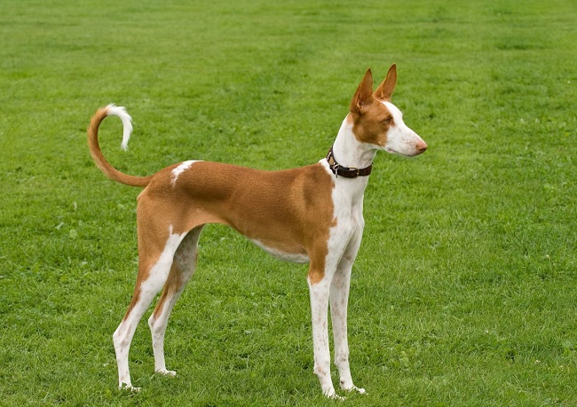 Ibizan Hound