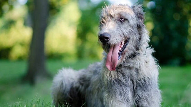 Irish Wolfhound