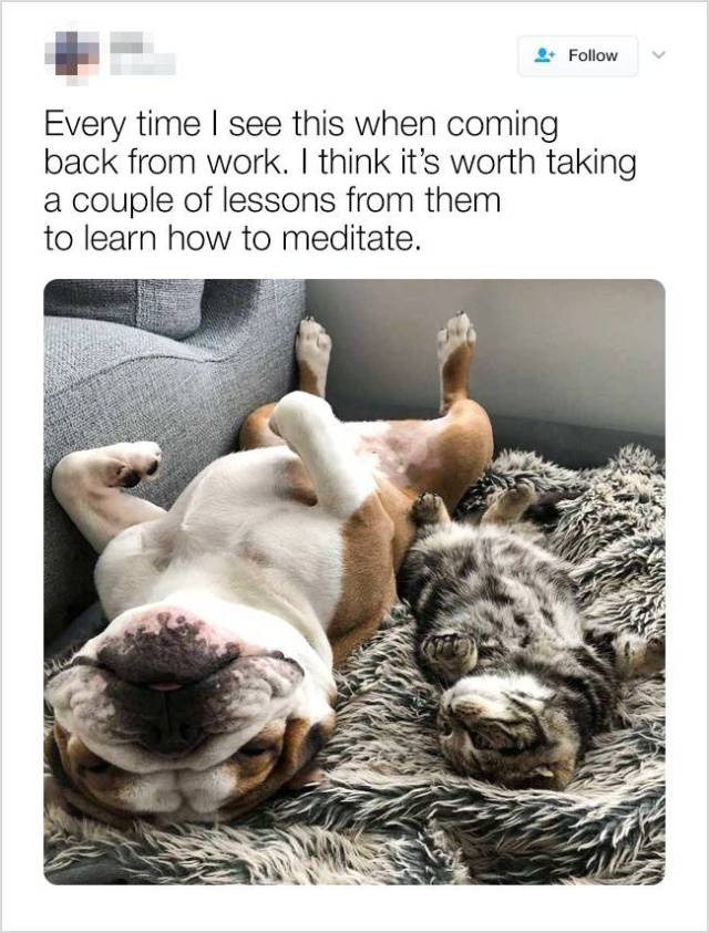 Learn from your pets how to meditate