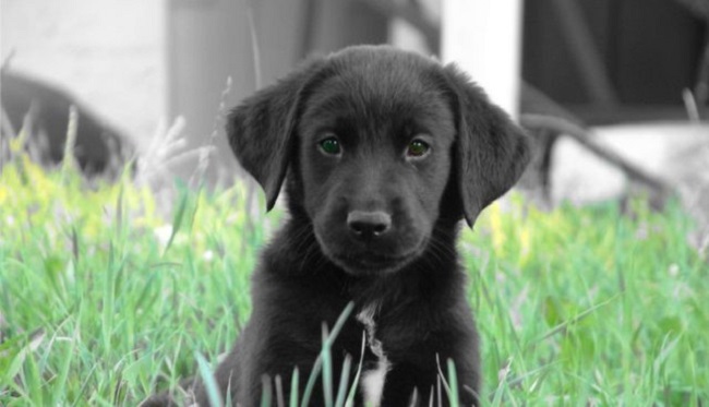 little puppy saved owner