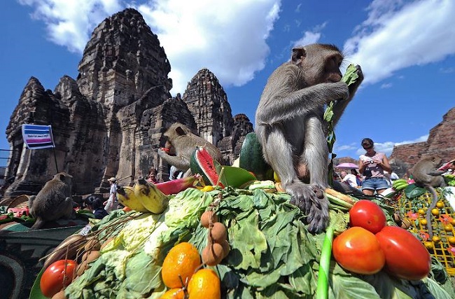 Monkey buffet festival, Thailand