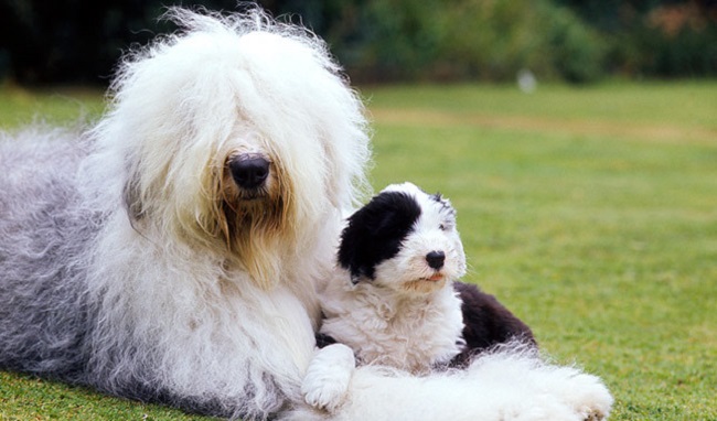 Old English Sheepdog