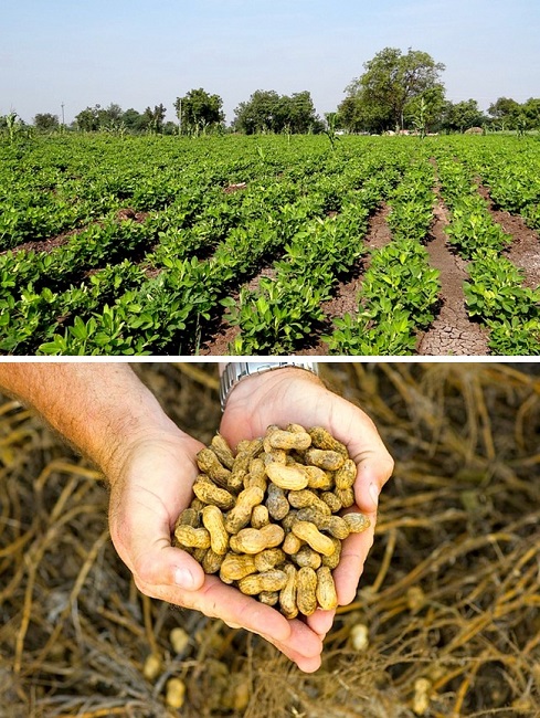 Peanuts grow underground