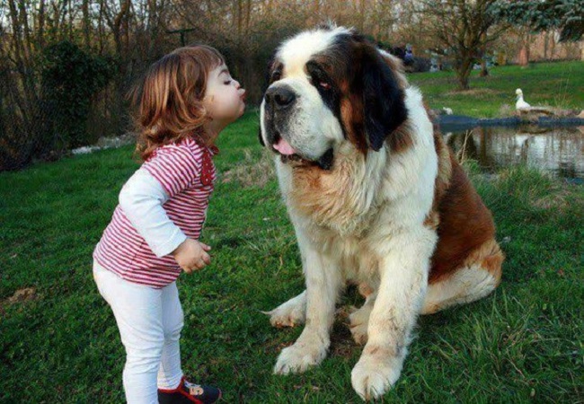 Saint Bernard