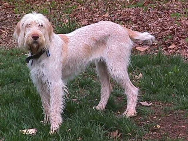 Spinone Italiano