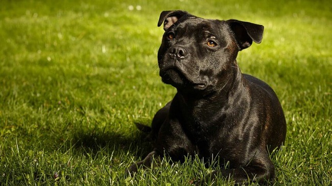 Staffordshire Bull Terrier