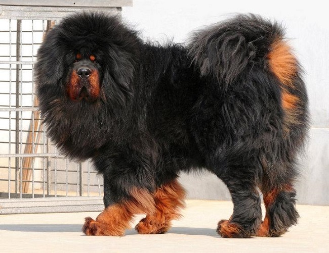 Tibetan Mastiff