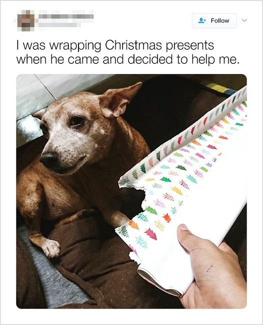 When they want to help you wrap presents