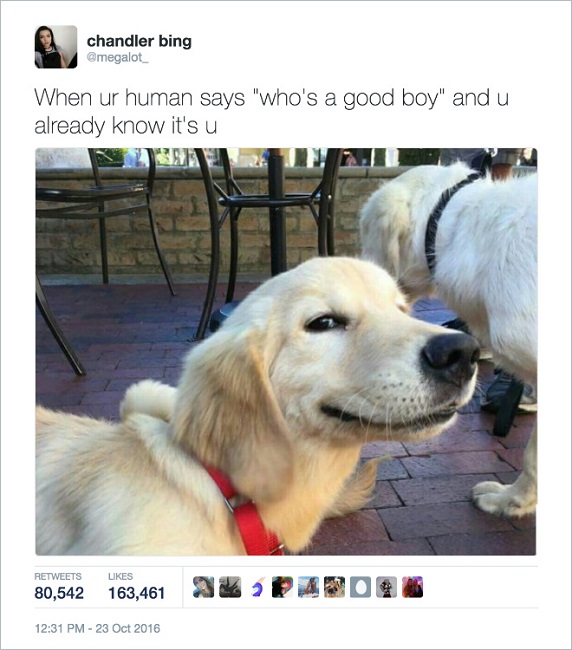 who’s a good boy