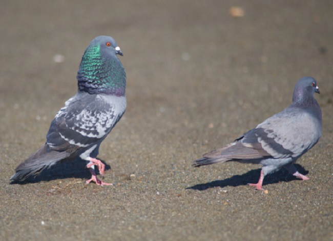 Why Pigeons head bob