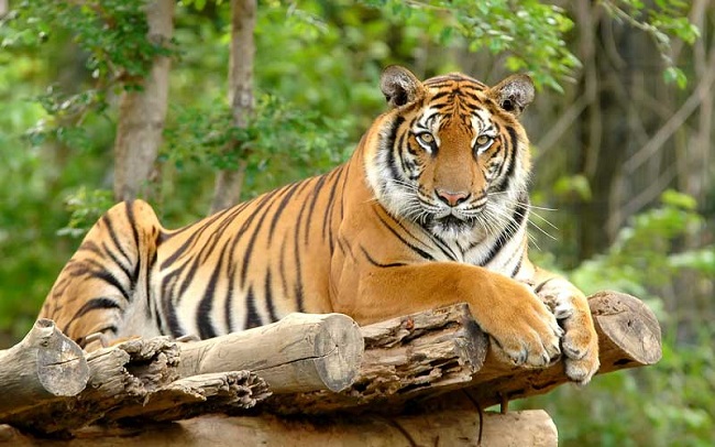 bengal tiger sitting on wood