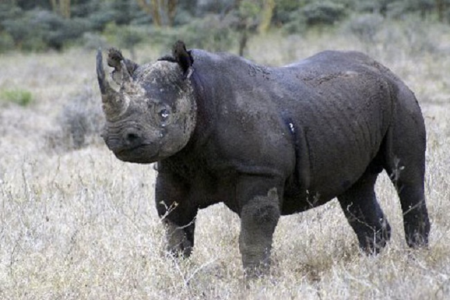 black rhino