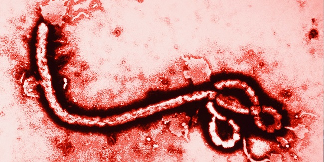 Ebola virus