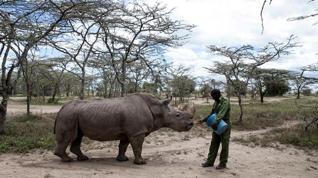 feeding the white rhino