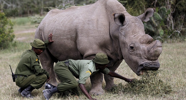 guards taking care of white rhino