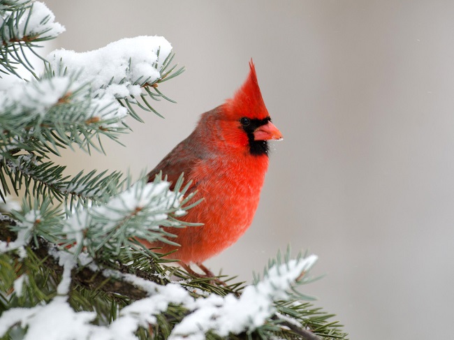 How cardinals get their colors