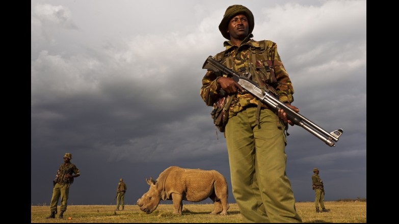 military protecting white rhino 