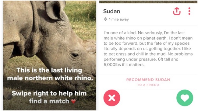 Northern White male rhino