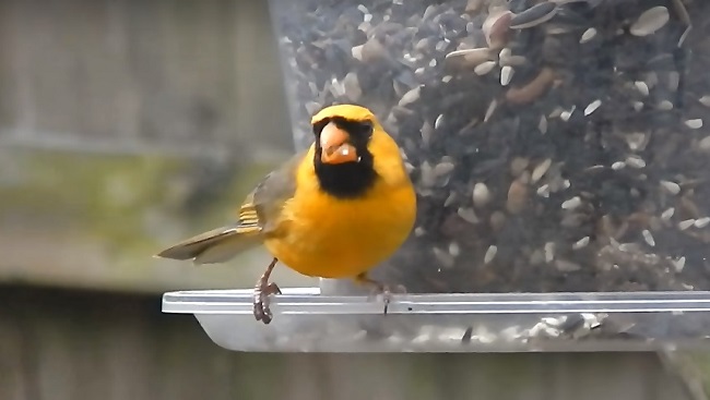 photographs of the rare yellow cardinal