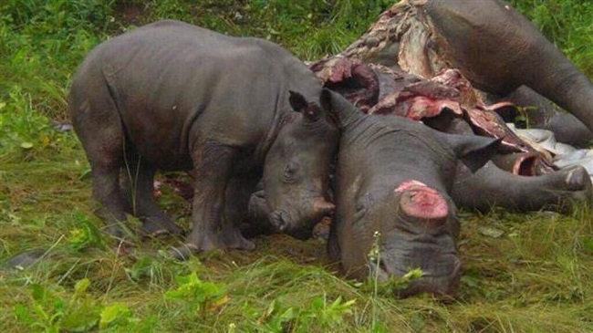 Poaching animals