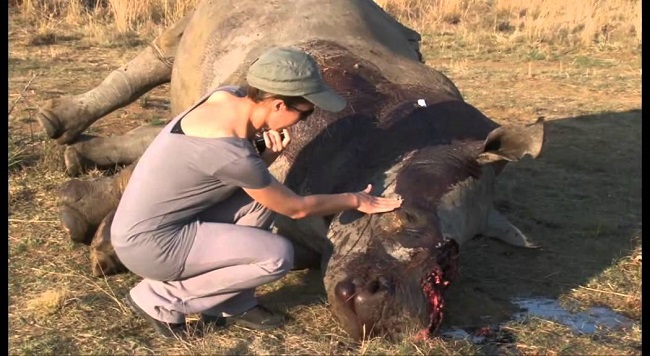 Poaching is rampant for Rhino horn