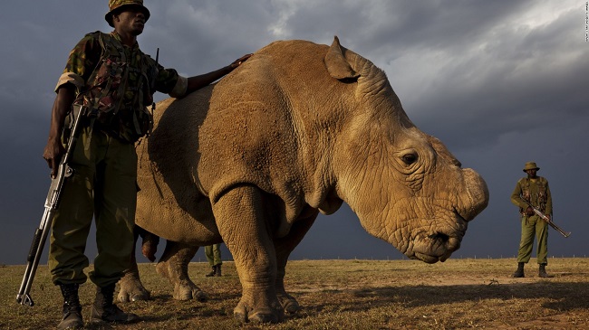 protecting the white rhino