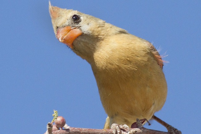 rare yellow cardinal