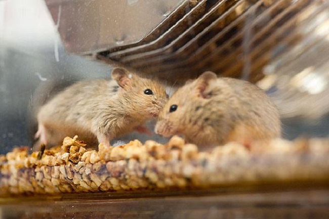 rats for medical testing 