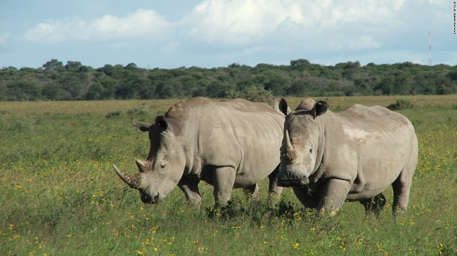 Rhinos are gradually going extinct